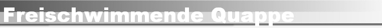 Freischwimmende Quappe
