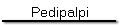 Pedipalpi