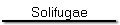 Solifugae