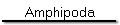Amphipoda
