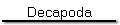 Decapoda