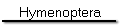 Hymenoptera