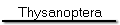 Thysanoptera