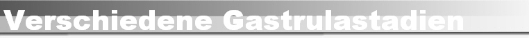 Verschiedene Gastrulastadien